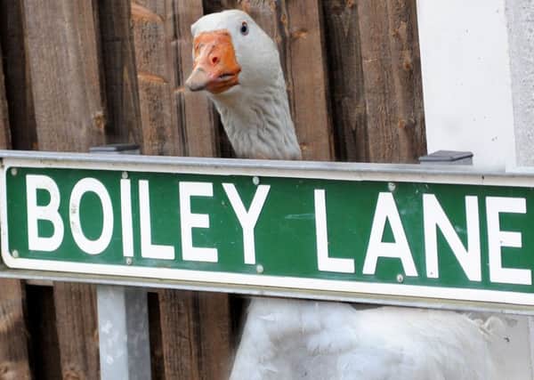 Beware the 'evil' goose of Boiley Lane, Killamarsh!