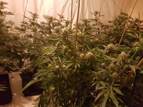 Cannabis plants found in Rotherham