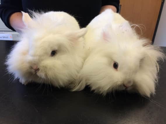 The abandoned bunnies are now recovering at the vet's