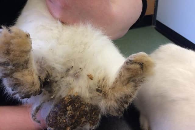 The bunnies' fur was matted with faeces