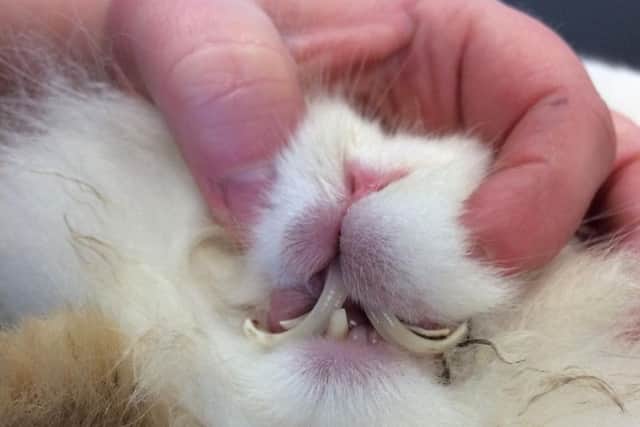 This was the shocking state of one of the rabbit's teeth when it was found