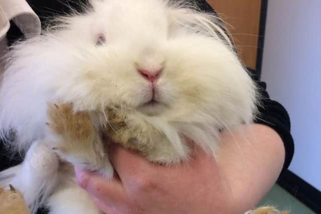 The RSPCA says the bunnies will be rehoused once they have fully recovered from their dreadful ordeal