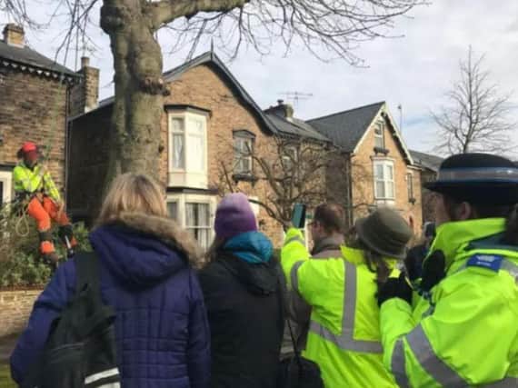 A tree felling protest on Chippinghouse Road