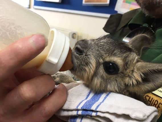 Jack the mara was lucky to be alive after being abandoned in the cold by his mother