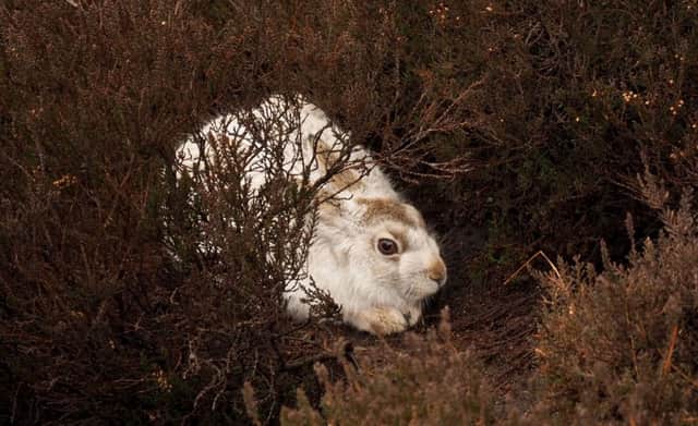 National Trust Gully blocking work near Coldwell Clough on Howden Moors: Mountain hare sheltering in the heather