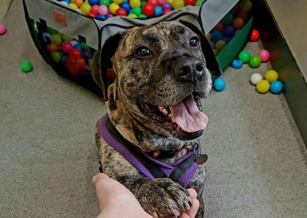 Troy, a Mastiff Crossbread who is looking for his forever home in Sheffield through the RSPCA.