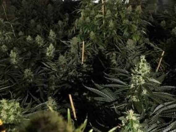 Cannabis found in Fitzwilliam Road