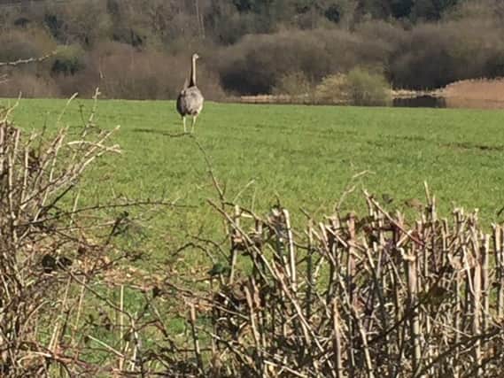 Rhea in Sprotbrough - image by Phil Lee