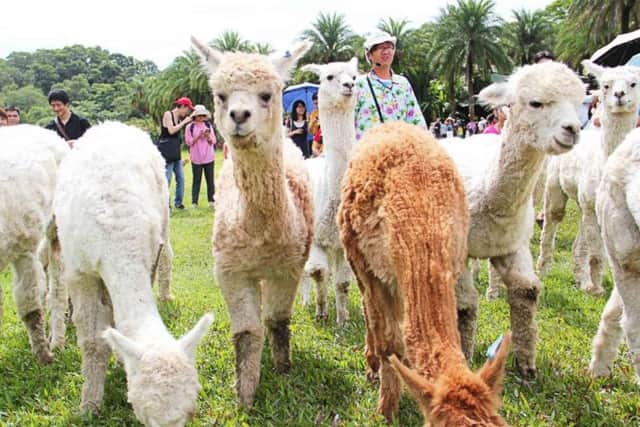Alpaca farm