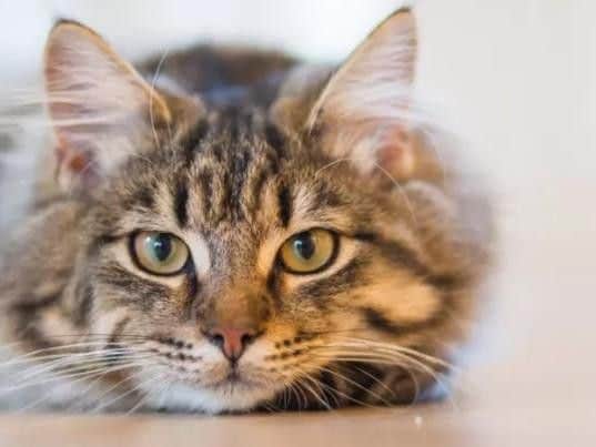 Cat Caf set to open soon
