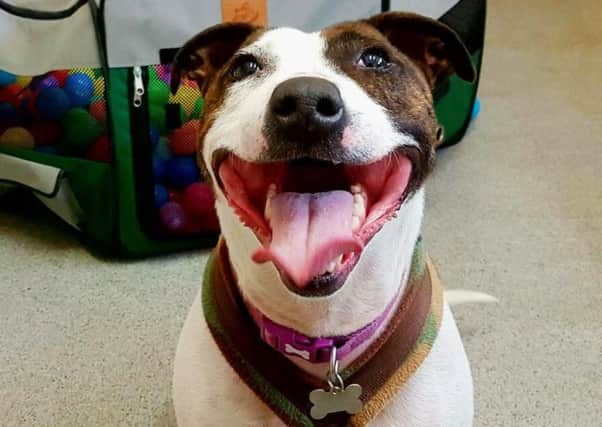 Storm, a two-year-old Staffi Bull Terrier who is looking for new people to love in Sheffield.