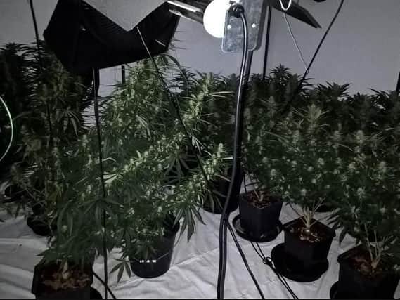 Cannabis plants were seized after a police raid in Darnall
