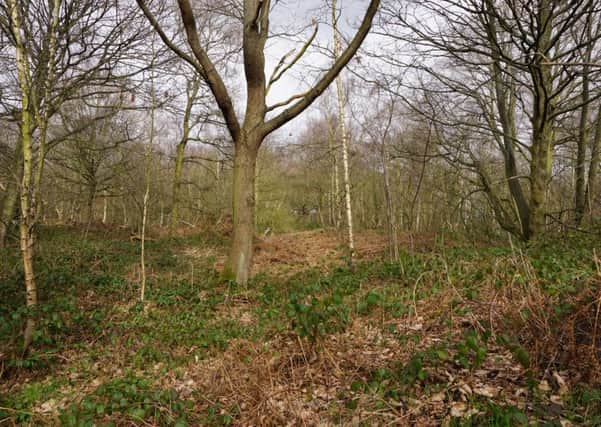Some of the 'higher quality' ancient woodland that could be lost if a service station is built at Smithy Wood.