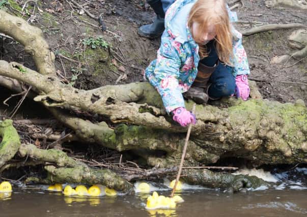 Friends of Porter Valley Duck race in Endcliffe Park
A stick come in handy to dislodge the ducks
