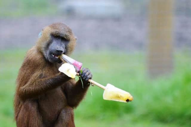 Award winning Yorkshire Wildlife Park's animals were keeping their cool  on the hottest day of the year so far.