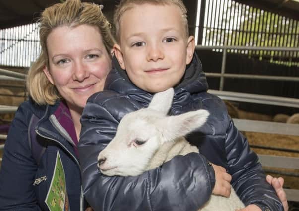 Lambing live at Whirlow Hall Farm