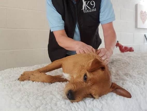 Dogs getting pampered by K9 Animal Sanctuary