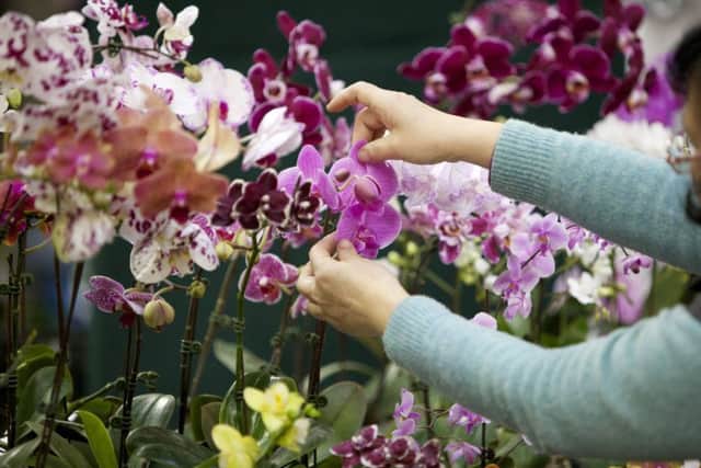 RHS Chatsworth Flower Show 2017
