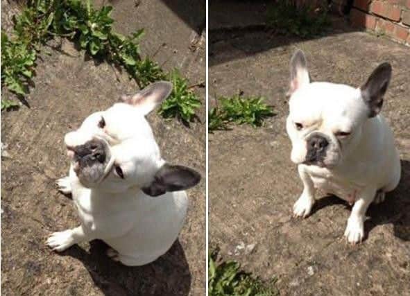 Ronnie was found in Hexthorpe