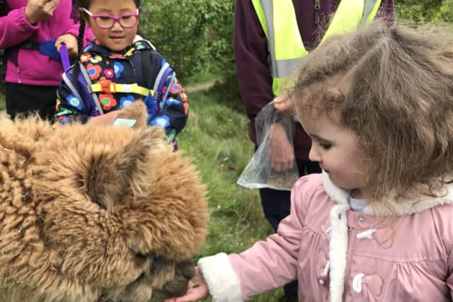 Alpaca walking