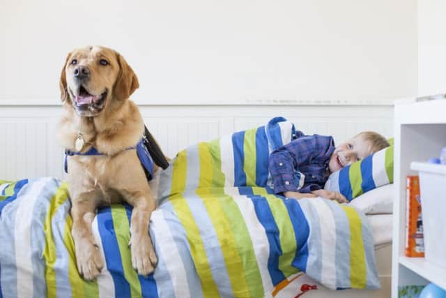 Support Dogs provides disability assistance dogs, seizure alert dogs, and autism dogs