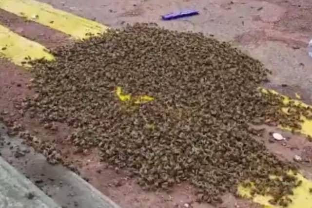 The huge swarm of bees in Valley Road, Meersbrook. (Photo: Den Fett/Twitter).