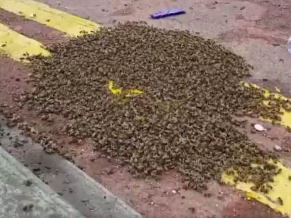 The huge swarm of bees in Valley Road, Meersbrook. (Photo: Den Fett/Twitter).