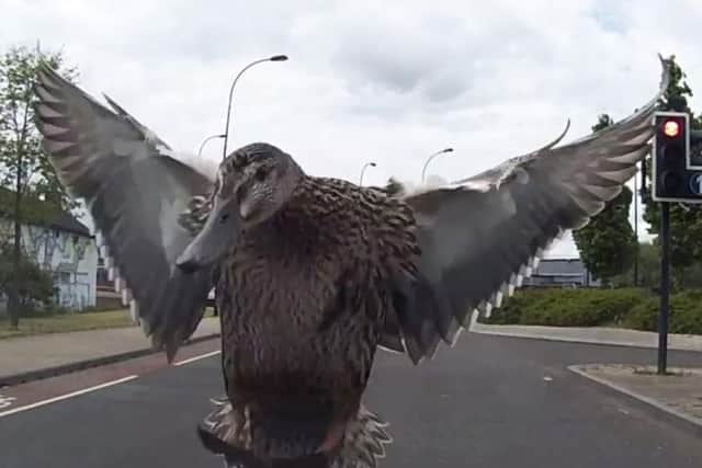 The duck smashes into the windscreen. (Photo: YouTube).