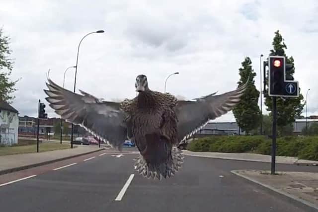 Look out - the duck heads straight from the car in Sheffield city centre. (Photo: YouTube)