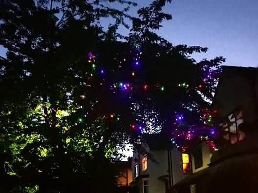 Trees on Abbeydale Park Rise.