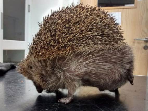 Photo issued by the RSPCA of a hedgehog suffering from a severe case of balloon syndrome and which was rescued by the RSPCA after being found in Doncaster.