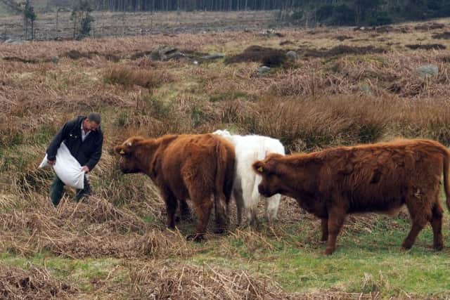 Farmer Nick Denniff: feeding his cattle by the old plantation at Burbage
