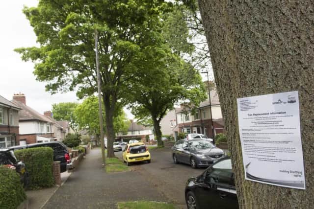 A tree due to be felled in Cotswold Road, HIllsborough.