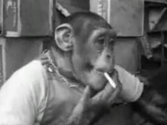 Max the chimp is pictured smoking in the British Pathe clip, filmed in Sheffield in the 1950s. (Photo: British Pathe).
