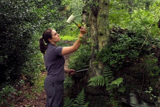 National Trust Rangers at work around Longshaw: Ranger Lucy Holmes checking for soft rot using a mallet