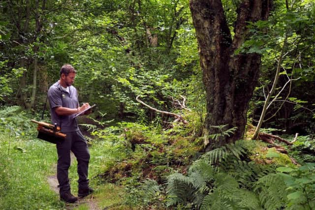National Trust Rangers at work around Longshaw: Ranger Mark Bull carrying out tree monitoring work