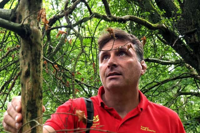 National Trust Rangers at work around Longshaw: Ranger Mark Attwood assessing grey squirrel damage to a tree near Froggatt
