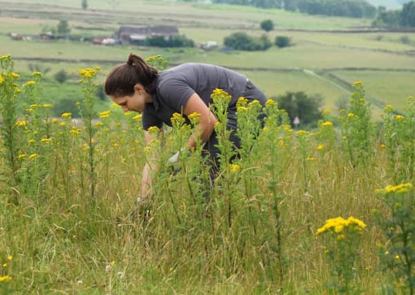 National Trust Rangers at work around Longshaw: Ranger Lucy Holmes removing ragworth from fields near Froggatt