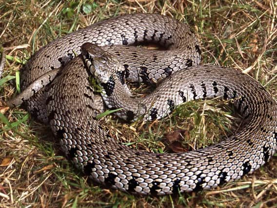 Photo issued by the Senckenberg Research Institute of a barred grass snake, as scientists have suggested that England is home to four kinds of wild snake, not three as was previously believed.