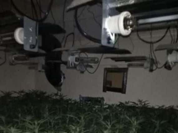 Police officers found cannabis being grown in a disused shop