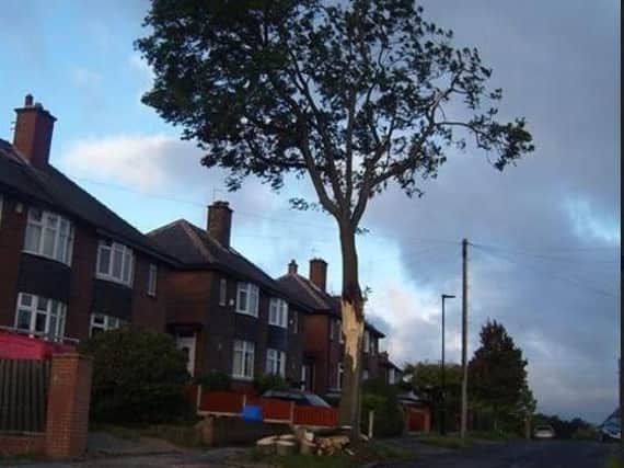 A tree in Sheffield damaged during Storm Aileen