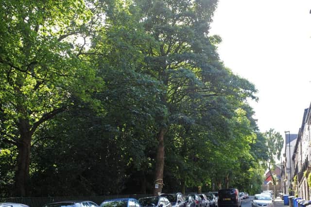 It could cost up to 350,000 to retain 26 memorial trees across the city. Pictured, Oxford Street in Crookes.