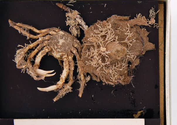Specimen of Bryozoa collected by Margaret Gatty Copyright Museums Sheffield