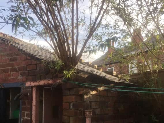 A tree was found growing through the roof of an outhouse at this property in Club Garden Road, Sharrow