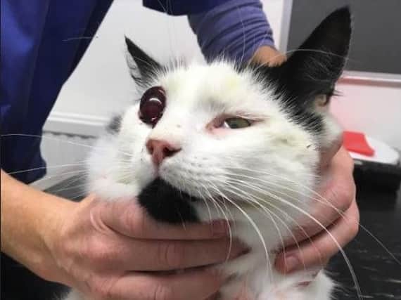 This cat was shot in Doncaster