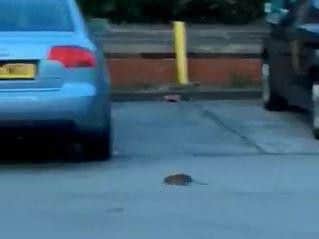 One of the rats filmed by Diana Turner running around the car park