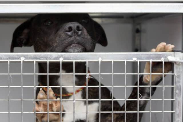 Maximum sentence for people who abuse animals is being increased to five years