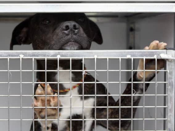 Maximum sentence for people who abuse animals is being increased to five years