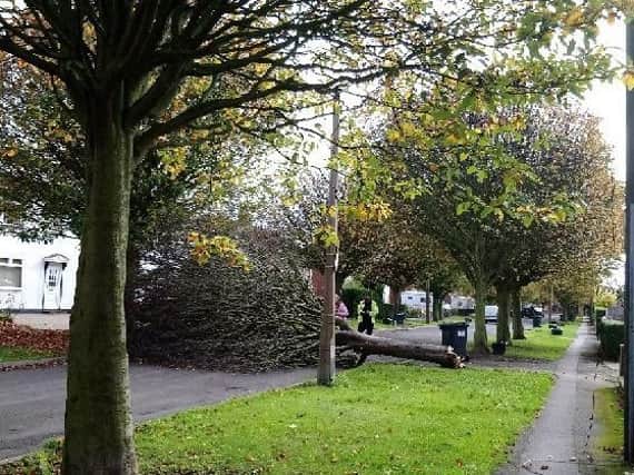 A tree which was blown down by the wind at Sutton Road, Barnby Dun, on October 2, 2017