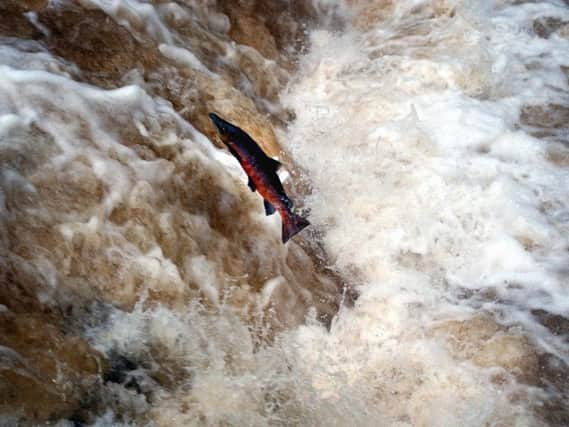 A salmon fights its way upstream (pic: Gerard Binks)
